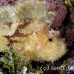scorpionfish_leaf_ni_h_0068_pal0184.jpg